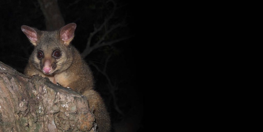 Australian Possum Control