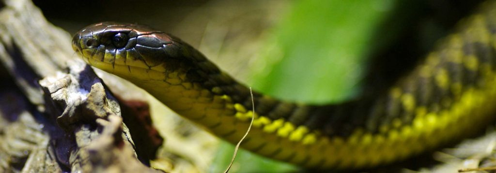 Australian Snake Repeller