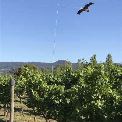 Eagle Kite – Bird Scarer