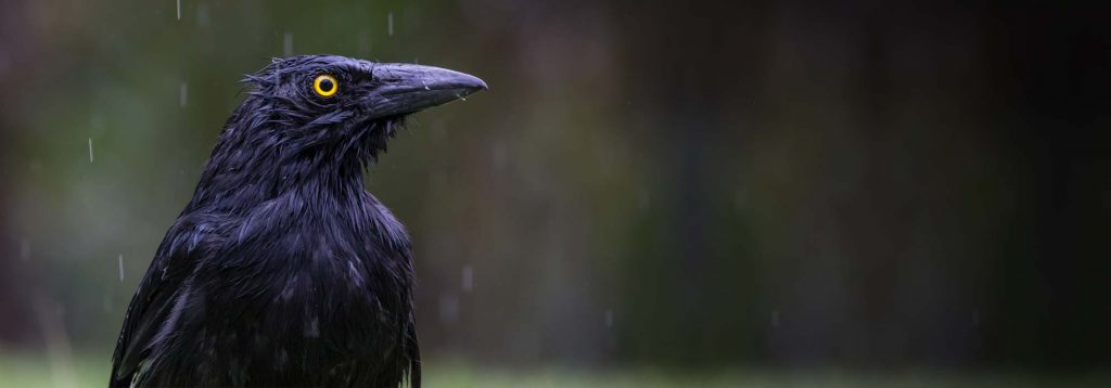 australian bird repeller