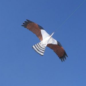 Bird of Prey Kite