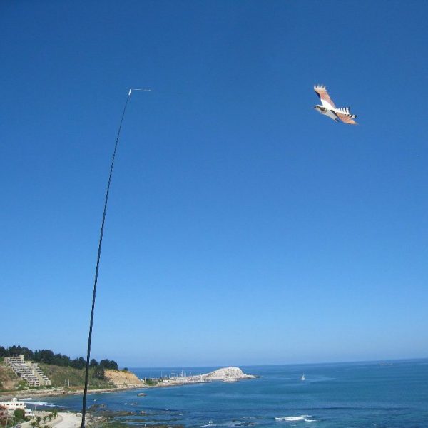 Bird of Prey Kite - Image 2