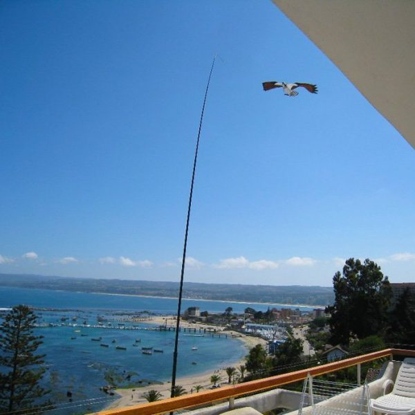 Bird of Prey Kite - Image 4