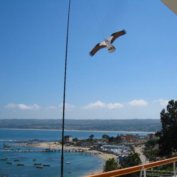 Bird of Prey Kite - Image 3