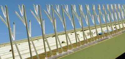 Bird Spikes – Polycarbonate (3m)
