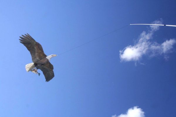 Eagle Kite - Bird Scarer - Image 6