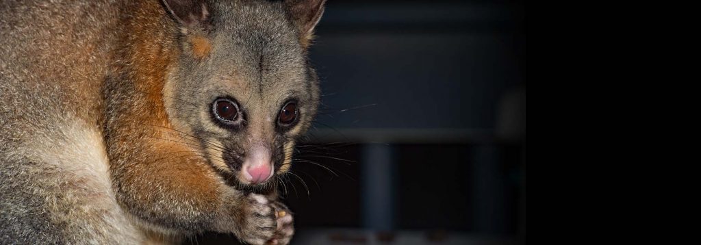 possum deterrent